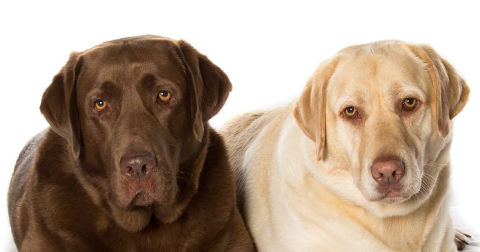 Archie_and_oscar